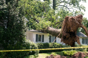 Emergency Tree Removal Services in College Station  - Call 979-730-4840 24/7