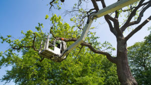 Tree Trimming Services in College Station , Texas - 979-730-4840