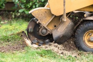Stump Grinding and Stump Removal in College Station  - College Station Stump Grinding